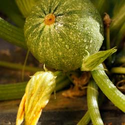 'Ronde de Nice' Courgette